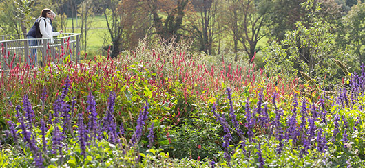 So viel Natur im Garten