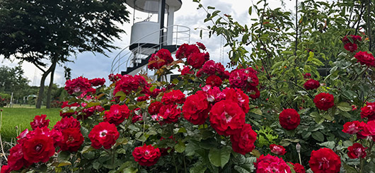 Jetzt ziehen die Sommerblumen ein